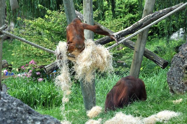 min 2013 07 06 beauval 172